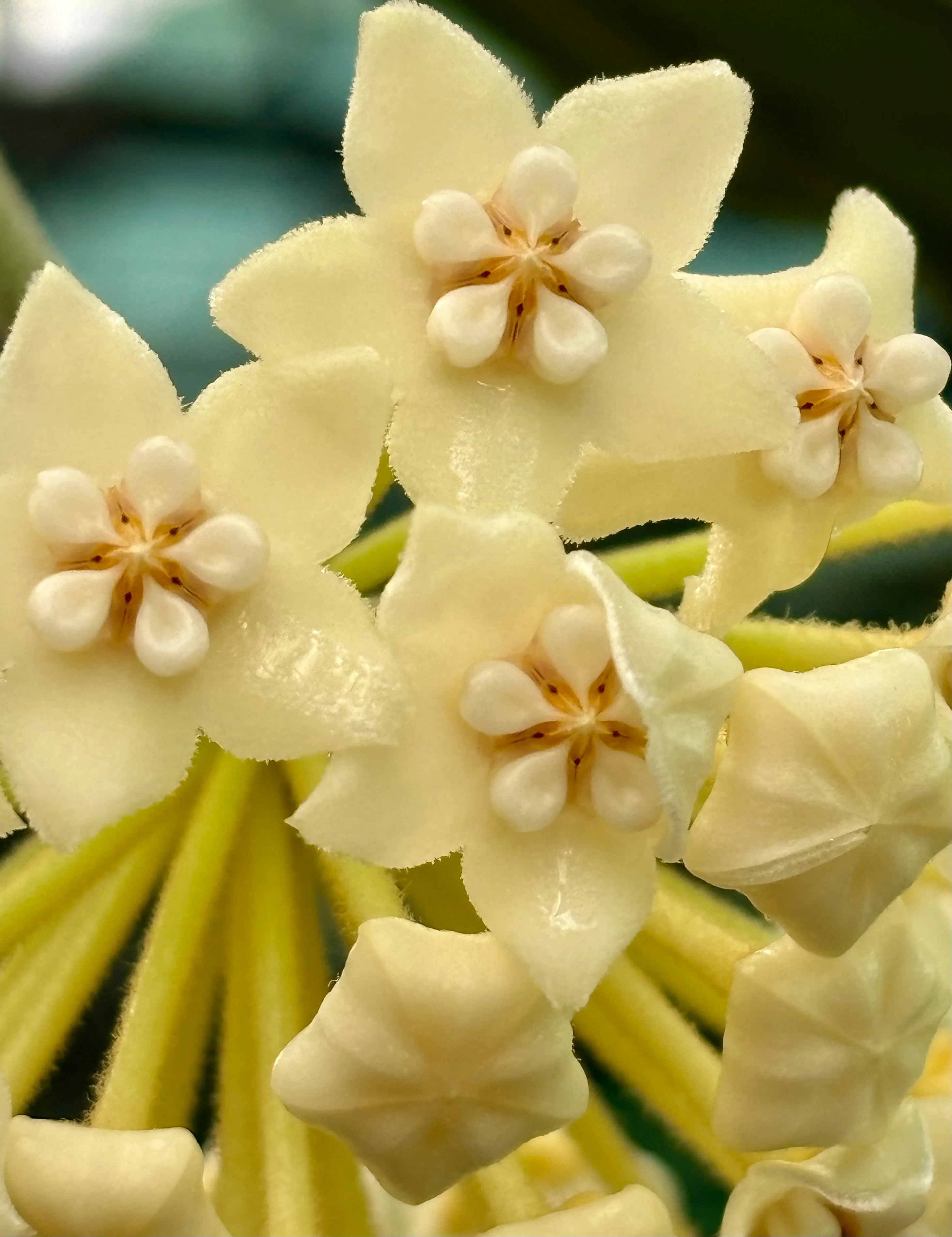 Hoya villosa Vietnam IML 1663 H156 - Image 8