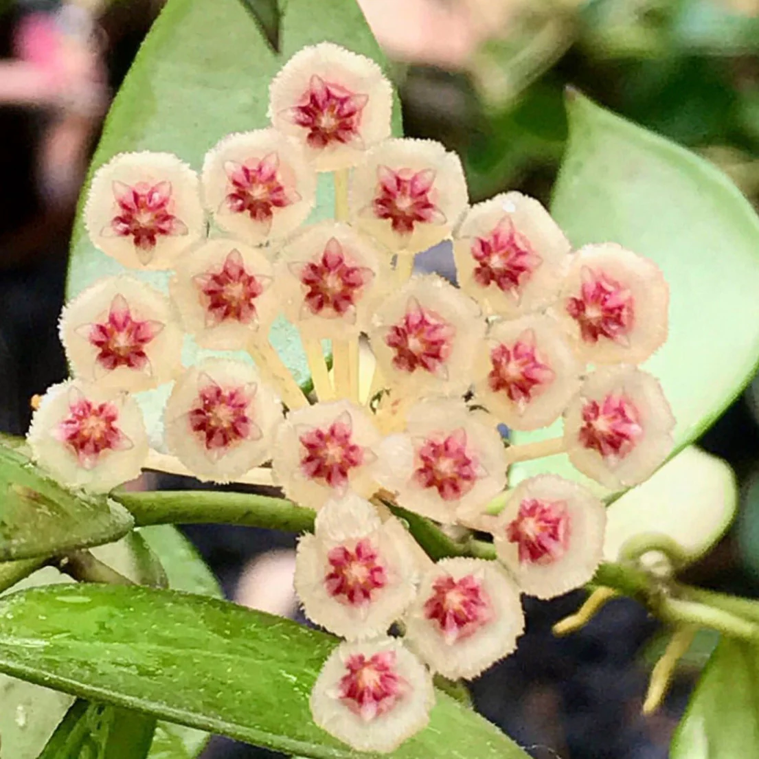 Hoya walliniana H30 - Image 7