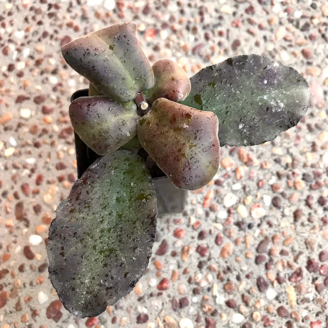 Hoya waymaniae IML 1756 H90 - Image 2