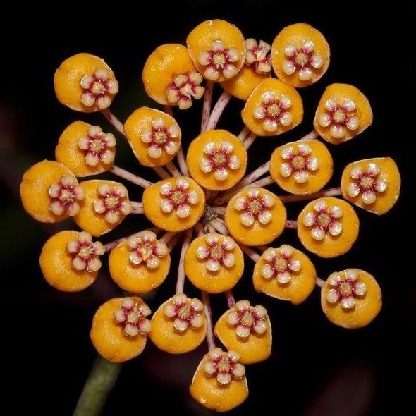Hoya waymaniae IML 1756 H90 - Image 4