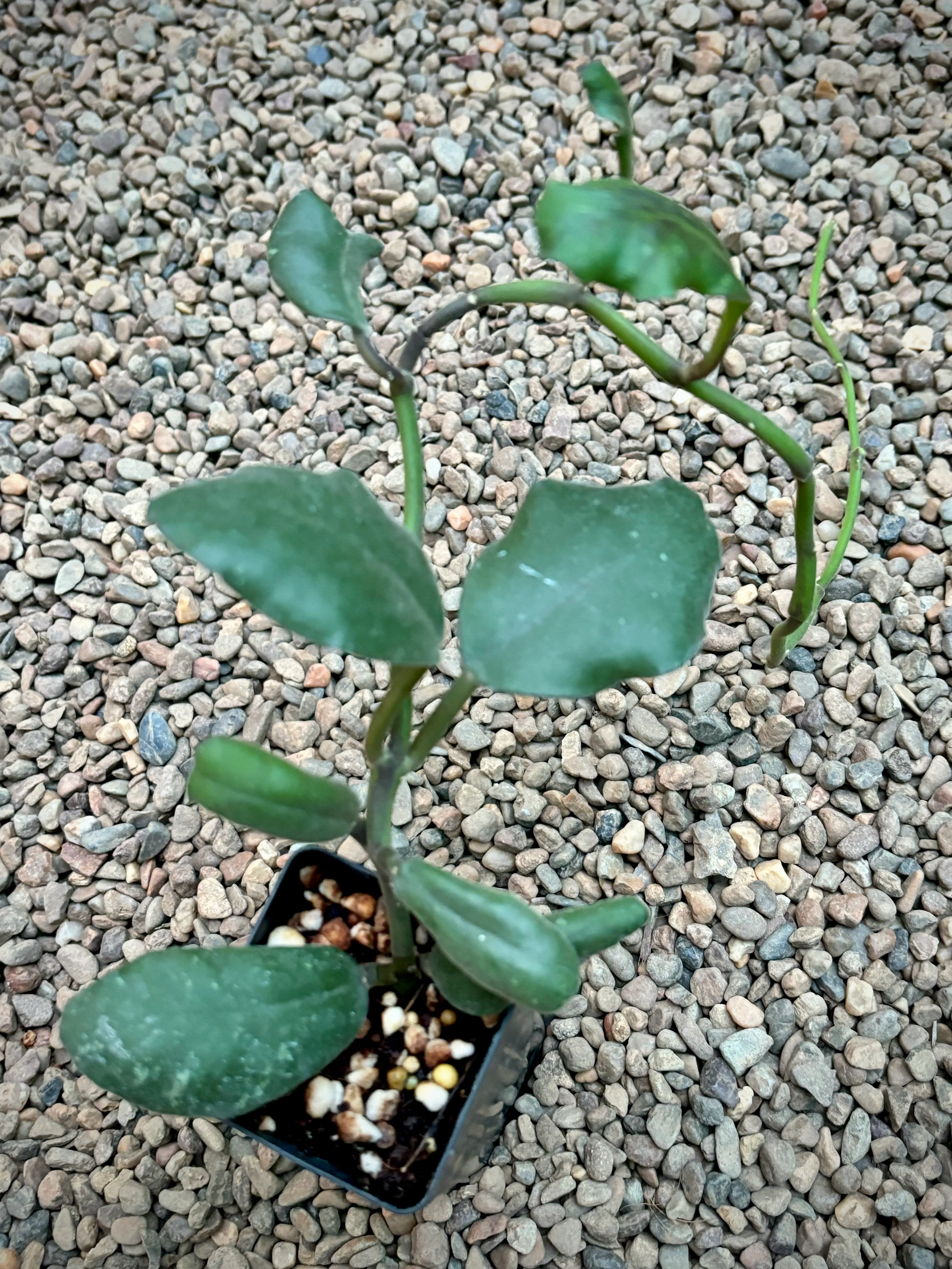 Hoya waymaniae IML 1756 H90 - Image 5