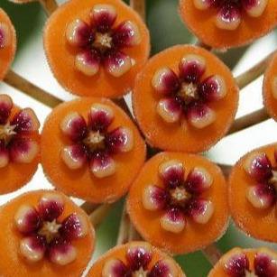 Hoya waymaniae IML 1756 H90 - Image 6