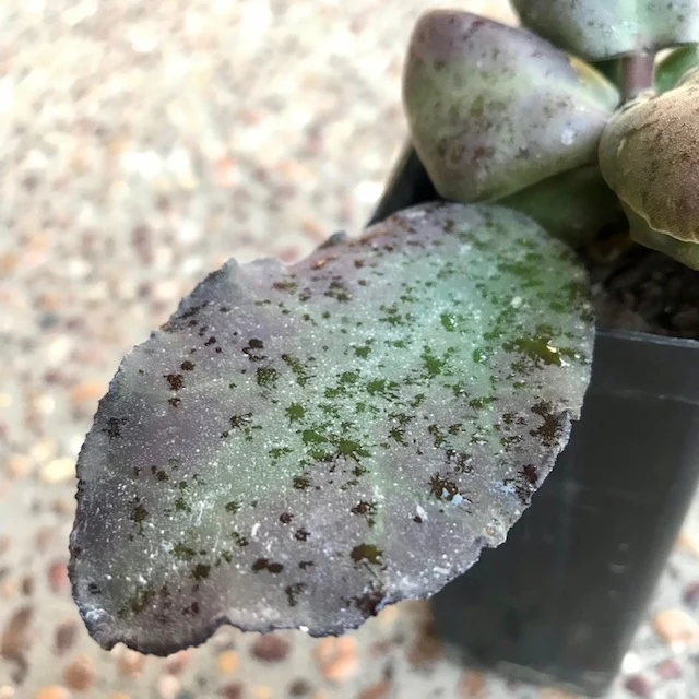 Hoya waymaniae IML 1756 H90 - Image 7