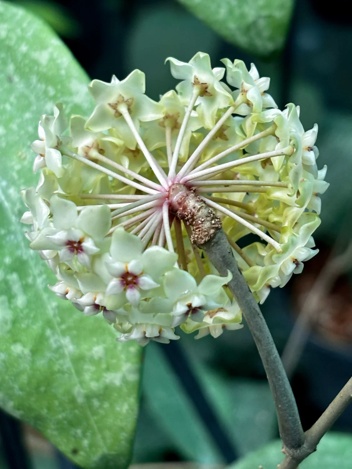Hoya wibergiae IML 1618 H91 - Image 8