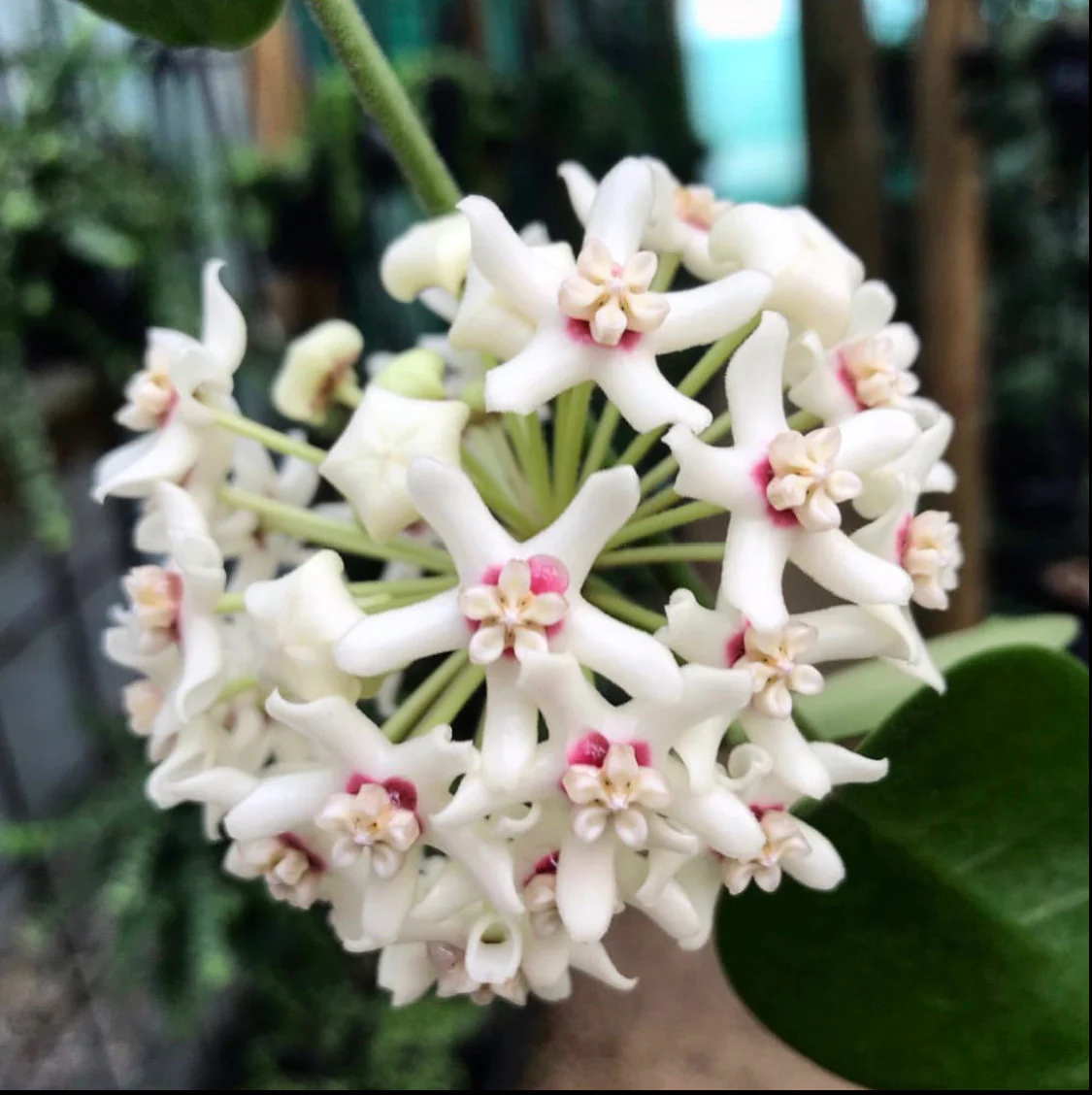 Wholesale